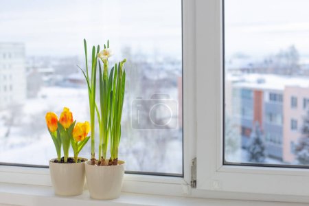 Téléchargez les photos : Fleurs de printemps dans des pots de fleurs sur le rebord de la fenêtre dans la ville enneigée - en image libre de droit