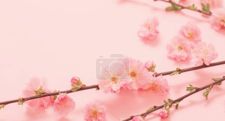 Photo for Branches of blossoming almonds on pink background - Royalty Free Image