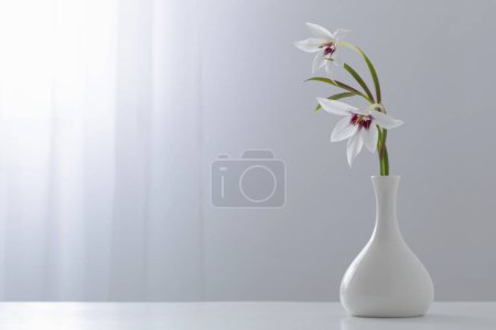 Photo for Gladiolus Muriel or acidanthera in white vase on white background - Royalty Free Image