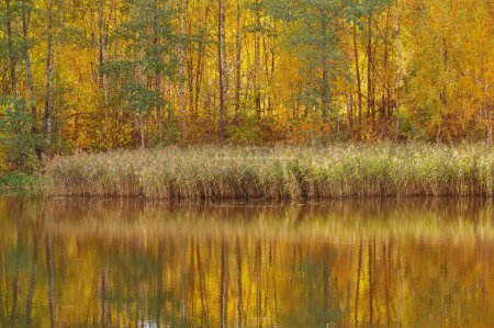 Téléchargez les photos : Paysage d'automne avec rivière au soleil - en image libre de droit