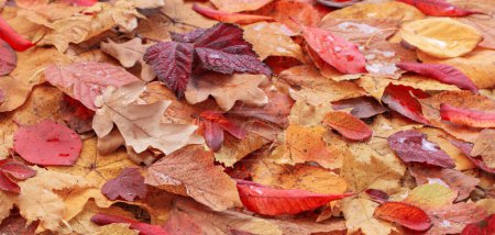 Foto de Fondo de otoño con hojas otoñales coloridas - Imagen libre de derechos