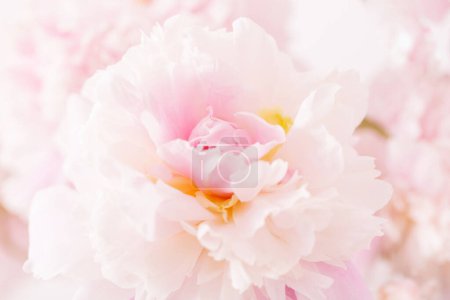 Foto de Hermoso delicado rosa peonyes clouse hasta - Imagen libre de derechos