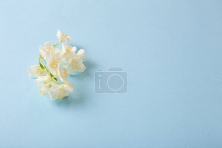 Foto de Flores de jazmín sobre fondo de papel azul - Imagen libre de derechos