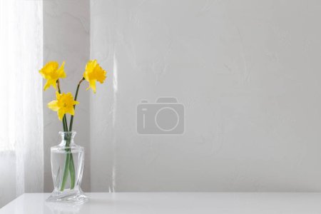 Foto de Narcisos de primavera amarillos en jarrón de vidrio sobre fondo blanco - Imagen libre de derechos