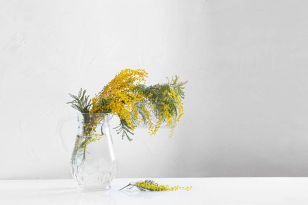 Téléchargez les photos : Fleurs de mimosa dans une cruche en verre en fond blanc - en image libre de droit