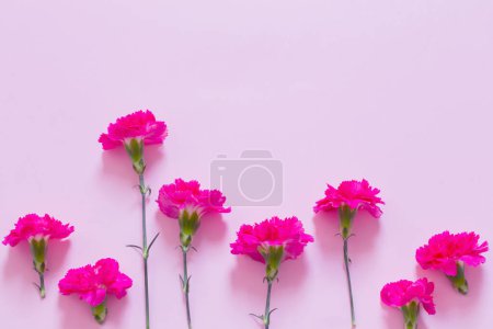 Téléchargez les photos : Fleurs oeillet rose sur fond rose - en image libre de droit