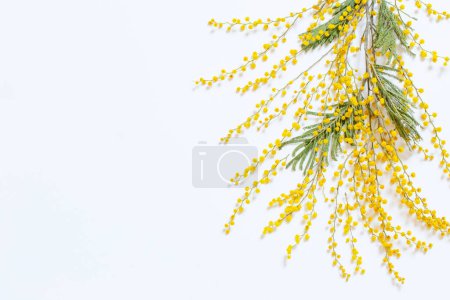 Foto de Rama de flores mimosas sobre fondo blanco - Imagen libre de derechos