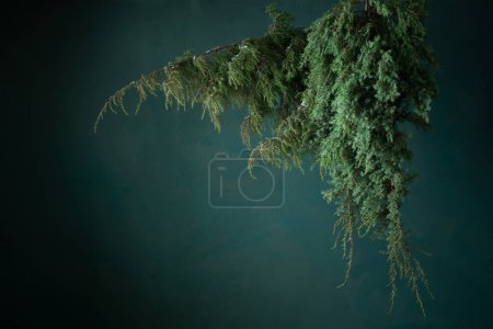 Photo for Hanging branches of juniper against background of old wall - Royalty Free Image