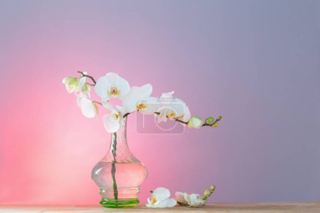 Photo for White orchid in vintage glass vase on wooden shelf on background wall - Royalty Free Image