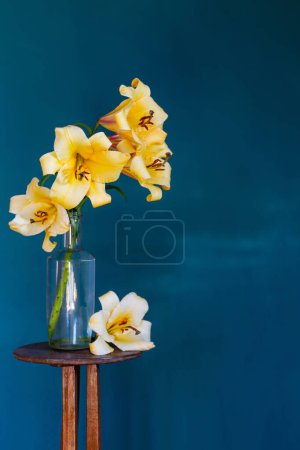 Photo for Yellow lilly on dark blue background - Royalty Free Image