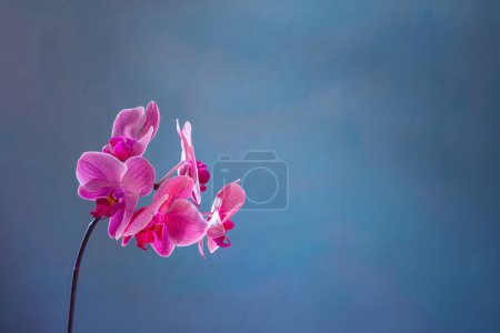 Photo for Beautiful orchid flowers on blue background - Royalty Free Image