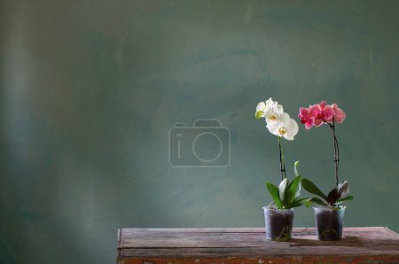 Foto de Flores de orquídea en maceta en mesa de madera vieja - Imagen libre de derechos