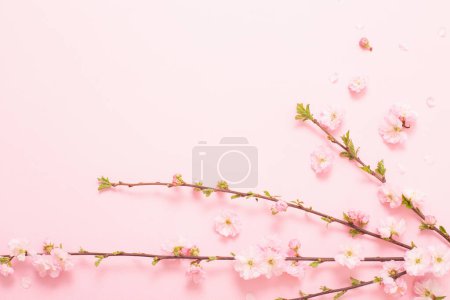 Branches of blossoming almonds on pink background