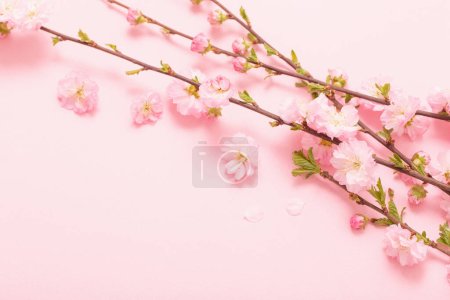Foto de Ramas de almendras en flor sobre fondo rosa - Imagen libre de derechos