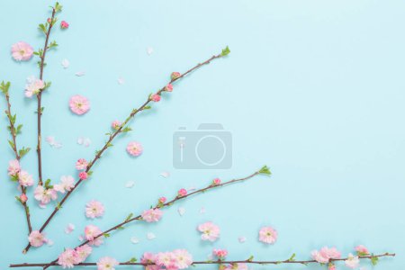 Foto de Ramas de almendras en flor sobre fondo azul - Imagen libre de derechos