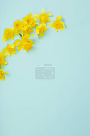Foto de Narcisos amarillos flores sobre fondo de papper azul - Imagen libre de derechos