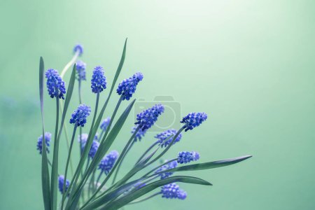 Photo for Spring blue flowers on green background - Royalty Free Image