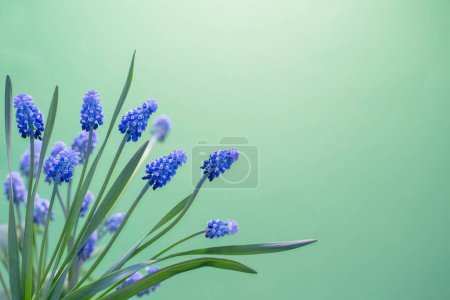 Téléchargez les photos : Printemps fleurs bleues sur fond vert - en image libre de droit