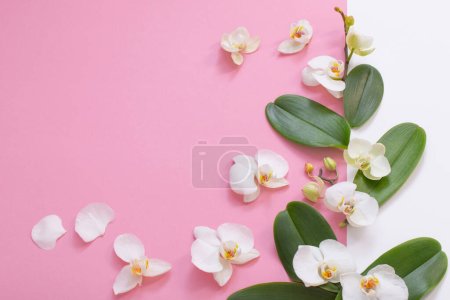 Foto de Flores blancas de la orquídea en ackground rosa - Imagen libre de derechos