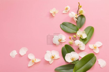 Foto de Flores blancas de la orquídea en ackground rosa - Imagen libre de derechos
