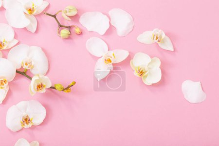 Téléchargez les photos : Fleurs d'orchidée blanches sur fond rose - en image libre de droit