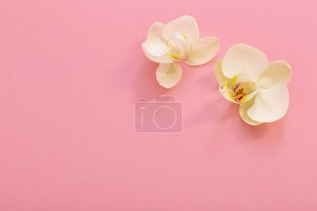 Photo for White orchid flowers on pink ackground - Royalty Free Image