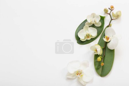 Foto de Flores de orquídea blanca sobre fondo blanco - Imagen libre de derechos