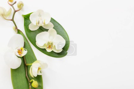 Photo for White orchid flowers on white background - Royalty Free Image