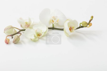 Foto de Flores de orquídea blanca sobre fondo blanco - Imagen libre de derechos