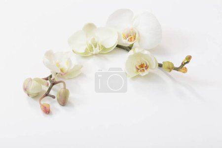Téléchargez les photos : Fleurs d'orchidée blanche sur fond blanc - en image libre de droit