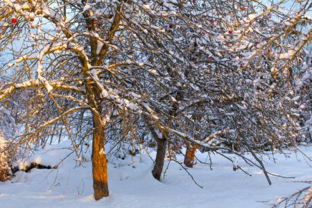 Téléchargez les photos : Magnifique verger de pommiers d'hiver enneigé au coucher du soleil - en image libre de droit