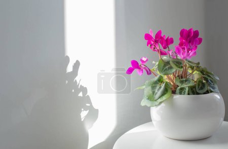 Téléchargez les photos : Cyclamen en pot de fleurs sur fond blanc mur - en image libre de droit