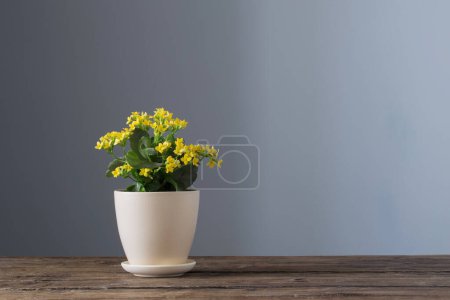 Photo for Home plants in pots on  wooden table on  dark background - Royalty Free Image