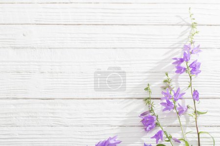 Téléchargez les photos : Fleurs de cloche bleue sur fond blanc en bois - en image libre de droit