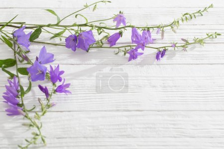 Téléchargez les photos : Fleurs de cloche bleue sur fond blanc en bois - en image libre de droit