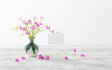 Téléchargez les photos : Oeillet sauvage rose en vase sur fond blanc - en image libre de droit