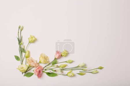 Foto de Primavera hermosas flores sobre fondo blanco - Imagen libre de derechos