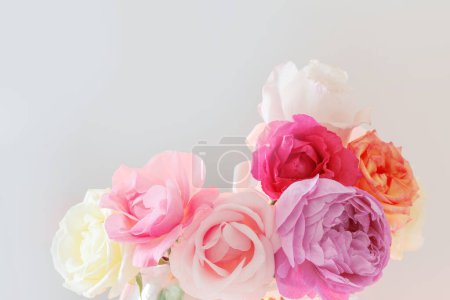 Foto de Hermosas rosas sobre fondo blanco de cerca - Imagen libre de derechos