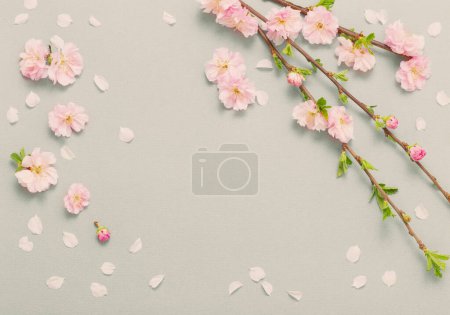Photo for Branches of blossoming almonds on green background - Royalty Free Image