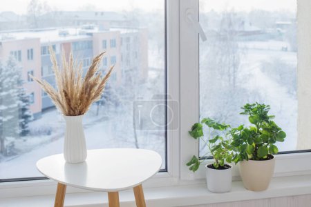 Téléchargez les photos : Plantes de céréales séchées dans un vase et plantes de serre par fenêtre en hiver - en image libre de droit