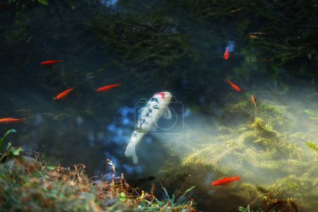Foto de Estanque con peces de colores en el jardín japonés a la luz del sol - Imagen libre de derechos