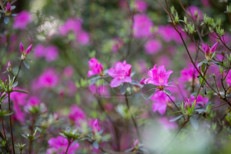 Foto de Primavera flores púrpuras en jardín soleado - Imagen libre de derechos