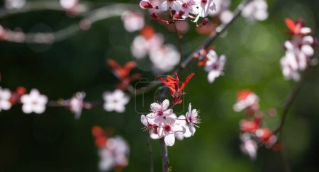 Téléchargez les photos : Bannière avec des fleurs de cerisier sur la lumière du soleil dans le jardin de printemps - en image libre de droit
