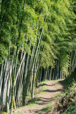 Photo for Spring bamboo grove in sunlight - Royalty Free Image