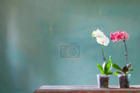 Photo for Orchid flowers in pot on old wooden table - Royalty Free Image