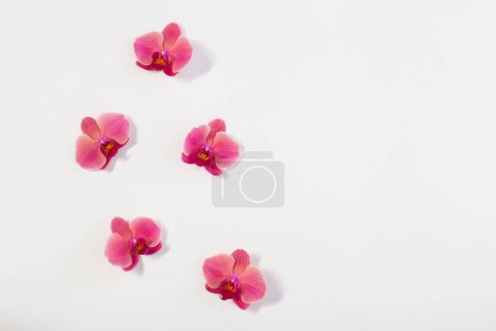 Photo for Orchid flowers on white background - Royalty Free Image