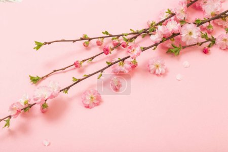 Foto de Ramas de almendras en flor sobre fondo rosa - Imagen libre de derechos