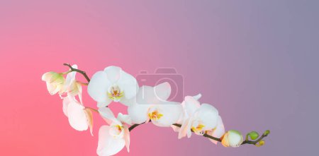 Foto de Ramo de orquídea blanca sobre fondo azul y rosa - Imagen libre de derechos