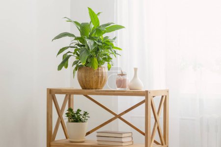 weißes Wohninterieur mit Zimmerpflanzen auf Holzregal