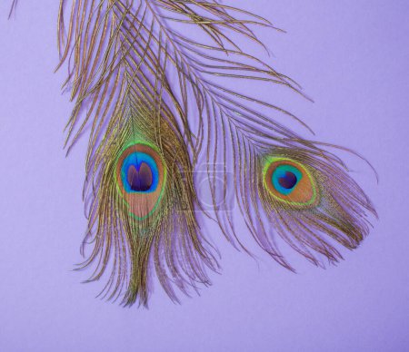 Foto de Pluma de pavo real sobre fondo de papel púrpura - Imagen libre de derechos